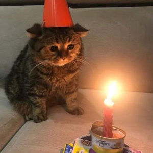 Meet your Posher, Emilia